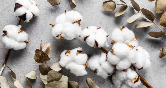 Read more about the article Exploring the Hormonal Benefits of Organic Cotton: A Healthier Choice
