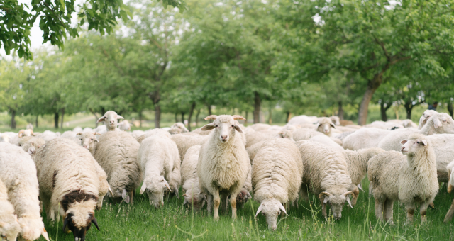 Read more about the article Discover How Organic Wool Can Positively Influence Your Hormonal Health